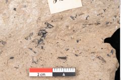 Foto (Detailansicht) von Araucaria sternbergii Goeppert (NHMW-GEO-2024-0188-8278)